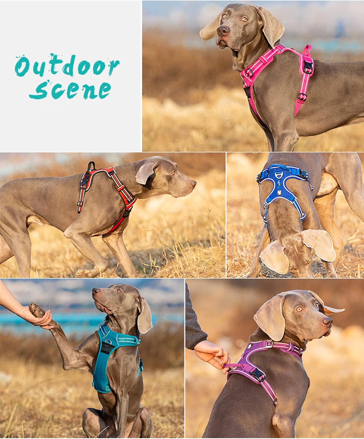 Truelove Dog Harness No Pull Nylon Reflective Pet Harness Adjustable Comfortable Control Step-in Brilliant Colors TLH56512 Orange