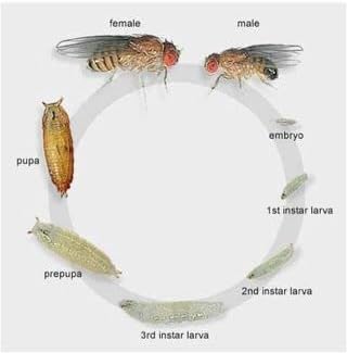 16 oz Deli Cup and Fabric Vented Insect Feeder lids by Snout & Shell - Pack of 10 Cups and lids