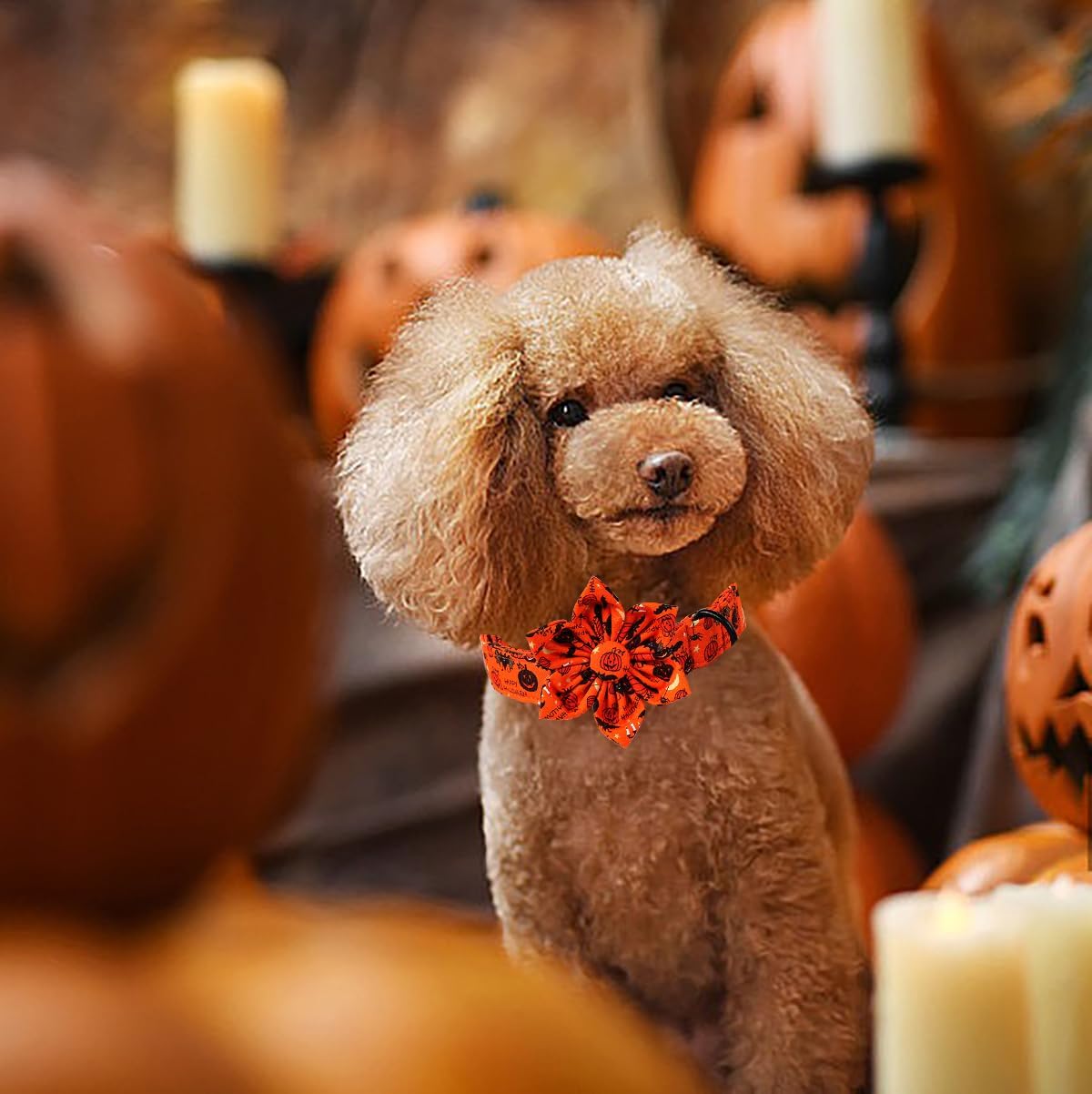 Lionet Paws Halloween Dog Collar with Flower, Cute Fall Orange Dog Collar for Large Dogs, Adjustable Cotton Pumpkin Bat Pet Collars for Girl Dogs