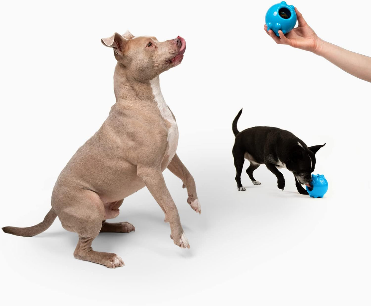 Jolly Pets Jolly Dipper Treat Dispensing Dog Toy; 3'' Small/Medium Dogs, Blue