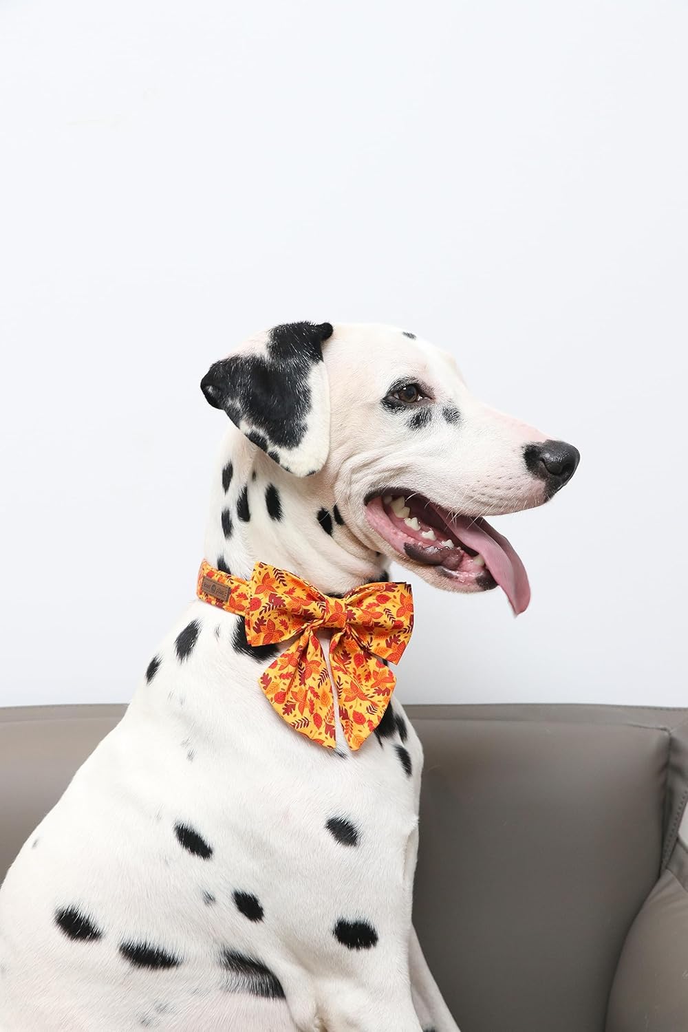 Lionet Paws Dog Collar with Bowtie - Cute Cotton Adjustable Fall Bowtie Dog Collar with Metal Buckle for Small Medium Large Dog Girl Boy Gift, XS, Neck 7-11in