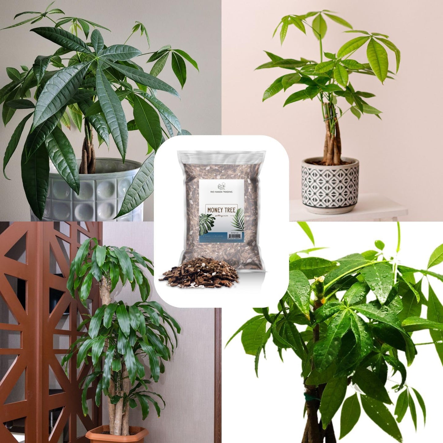 Money Tree Soil (4 Quarts), Potting Mix for Planting/Repotting Pachira Aquatica, All-Natural Custom Soil Blend