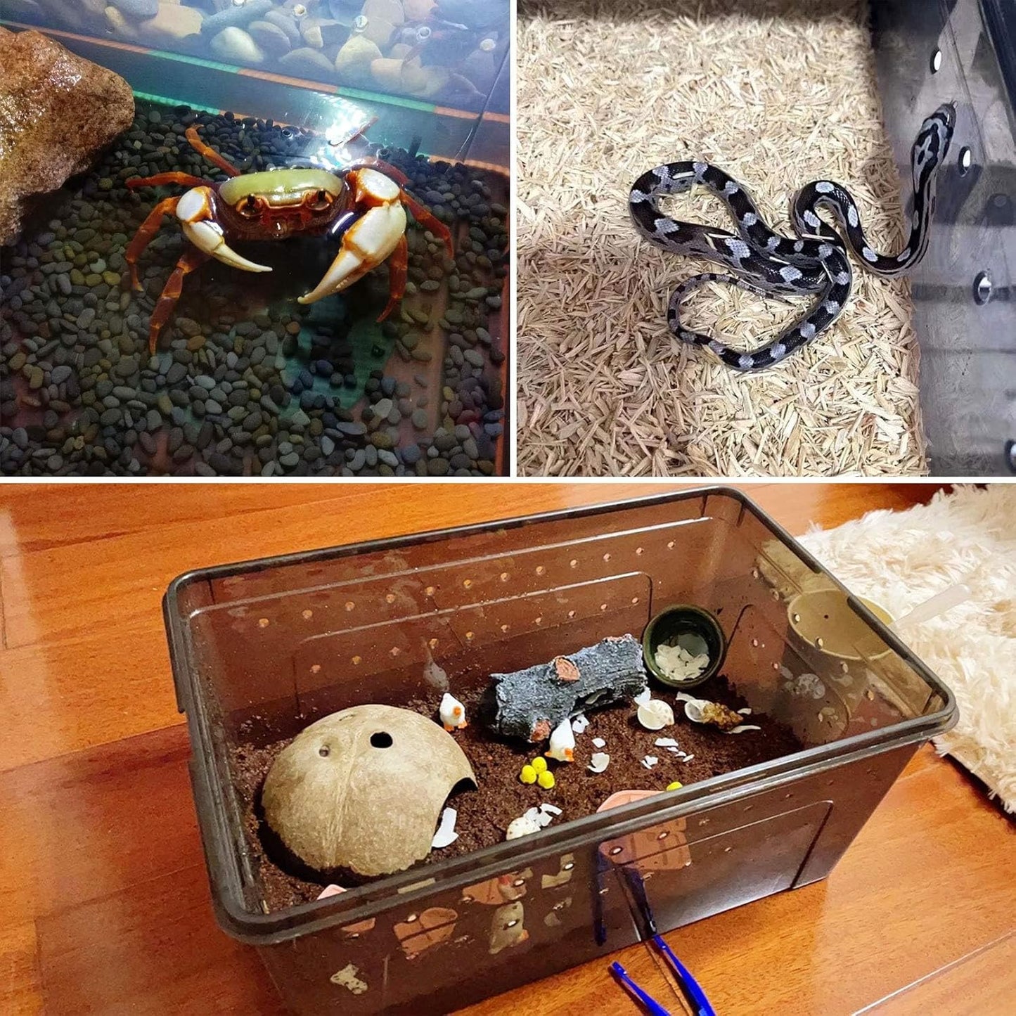 kathson Reptile Snake Feeding Box Portable Transparent Plastic Mini Pet Houses Breeding Hatching Container Lizard Tarantula Habitat for Spider Scorpion Gecko (Black)