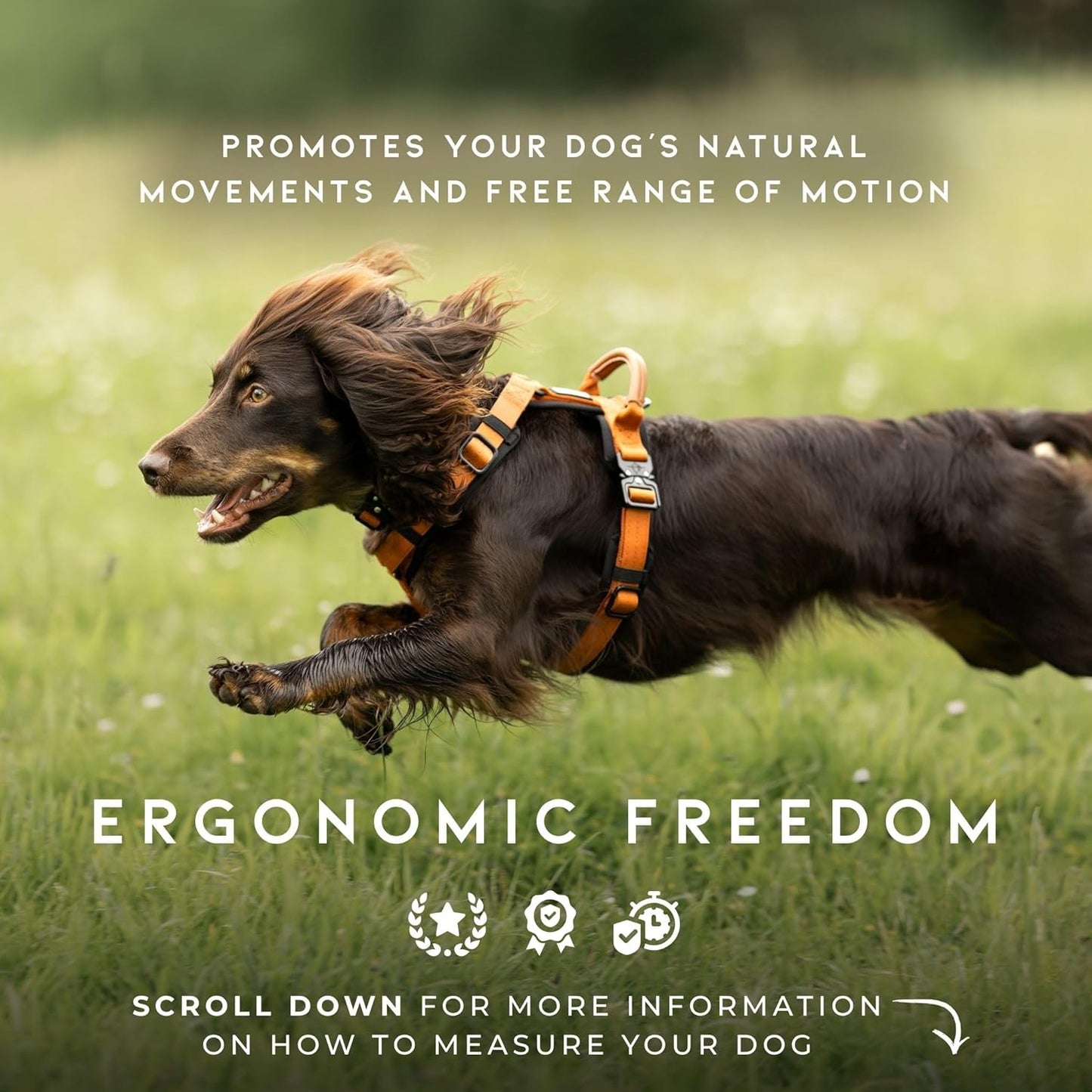MADE TO ROAM Premium Explorer Harness - Y-Shaped Dog Harness with Adjustable Durable Nylon, Soft Padding, Metal Buckles and Leather Handle for Small, Medium, Large Dogs (Colorado Nightsky, Size 6)